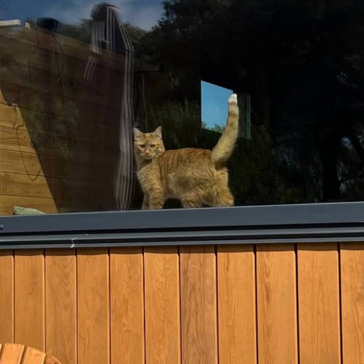 Обійми & pets: фото 1